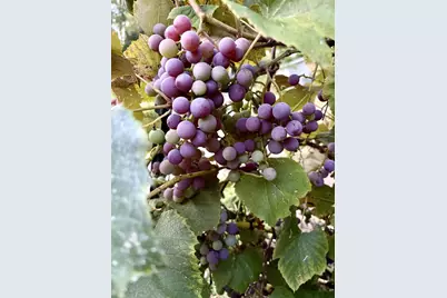 3405 Cth C, Pulaski, WI 54162 - Photo 35