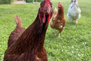 3405 CTH C, Pulaski, WI 54162 - Photo 31