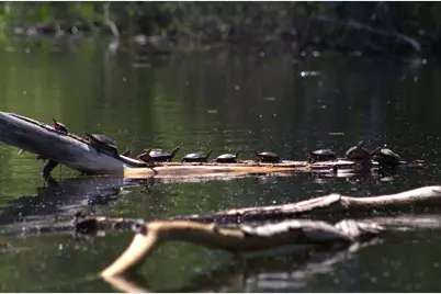 N1028 Chalet Drive, Waupaca, WI 54981 - Photo 15