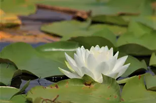 N1028 Chalet Dr, Waupaca, WI 54981 - Photo 21