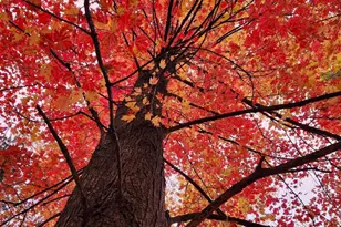 N1028 Chalet Dr, Waupaca, WI 54981 - Photo 9