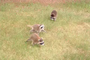 W5735 County Road E, Shawano, WI 54166 - Photo 65