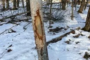 N3353 Comet Rd, Edgerton, WI 54486 - Photo 17