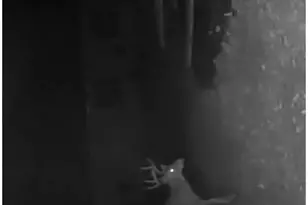 W10825 Woods Rd, Dunbar, WI 54119 - Photo 23