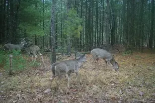 N2325 Elm St, Wautoma, WI 54982 - Photo 51