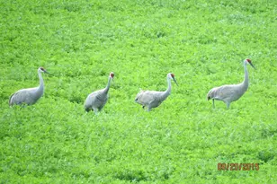 3128 Concordia Ln, Green Bay, WI 54311 - Photo 59