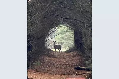 W4506 County Road Tt, Wild Rose, WI 54984 - Photo 3