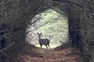 W4506 County Rd TT, Wild Rose, WI 54984 - Photo 3