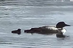 16245 Crestview Dr, Riverview, WI 54149 - Photo 27