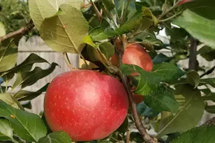 1254 Wild Rose Ln, Neenah, WI 54956 - Photo 43