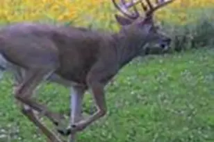 W7181 Duck Creek Ave, Westfield, WI 53964 - Photo 85