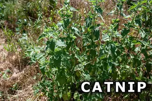 311 Hwy 21, Friendship, WI 53934 - Photo 61