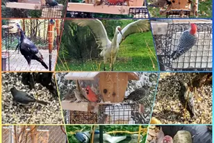 3117 Todd Dr, Madison, WI 53713 - Photo 41