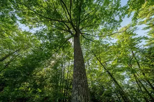 4239 Forest Point Dr, Rhinelander, WI 54501 - Photo 43