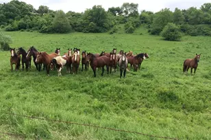 8991 McKenzie Ln, Hollandale, WI 53516 - Photo 59