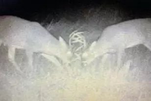 N5449 County M Rd, Brandon, WI 53919 - Photo 59