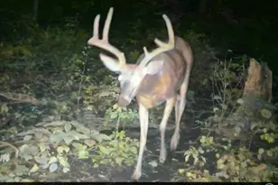 47298 Honey Farm Rd, Gays Mills, WI 54631 - Photo 57