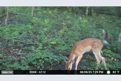 47298 Honey Farm Road, Gays Mills, WI 54631 - Photo 51