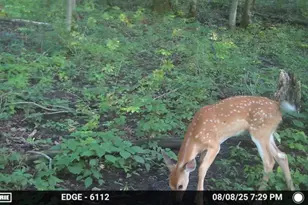 47298 Honey Farm Rd, Gays Mills, WI 54631 - Photo 51