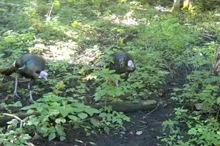 47298 Honey Farm Rd, Gays Mills, WI 54631 - Photo 55