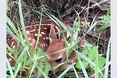 W2069 Elk Court, Montello, WI 53949 - Photo 51
