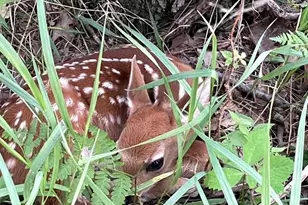 W2069 Elk Ct, Montello, WI 53949 - Photo 51
