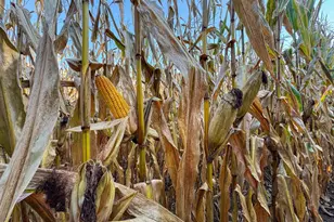 29000 Monarch Ave Ave, Kendall, WI 54638 - Photo 83