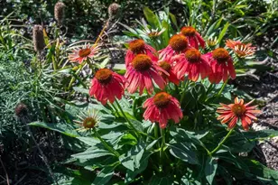 4043 Serenbe St, Middleton, WI 53562 - Photo 57