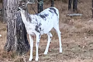 N14965 Pine Ln, Necedah, WI 54646 - Photo 55