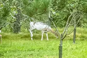 N14965 Pine Ln, Necedah, WI 54646 - Photo 53