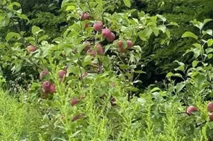 32974 Potter Ln, Muscoda, WI 53573 - Photo 45