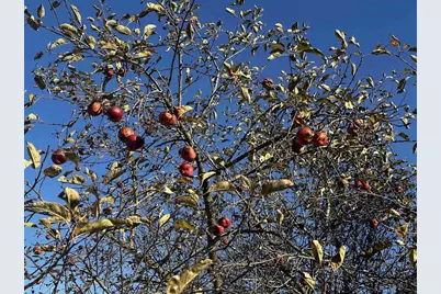 W1712 Deerborn Drive, Neshkoro, WI 54960 - Photo 27