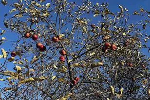 W1712 Deerborn Dr, Neshkoro, WI 54960 - Photo 27