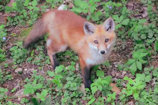 10168 N Edgewood Shores Rd, Edgerton, WI 53534 - Photo 43