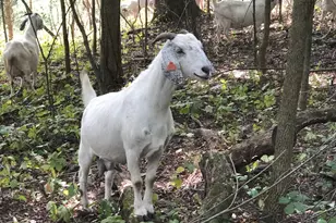 245 Whitetail Ln, Deerfield, WI 53531 - Photo 39