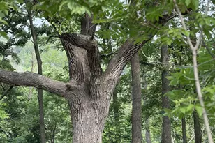 229 Whitetail Ln, Deerfield, WI 53531 - Photo 47