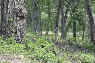 229 Whitetail Ln, Deerfield, WI 53531 - Photo 55