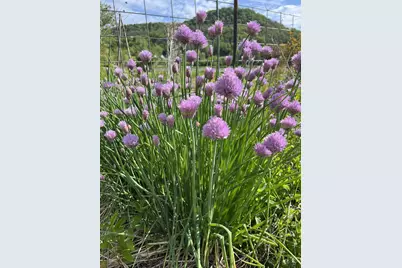 49501 Hwy 171, Gays Mills, WI 54631 - Photo 39