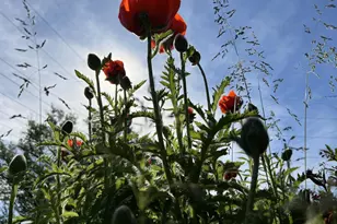 49501 Hwy 171, Gays Mills, WI 54631 - Photo 41