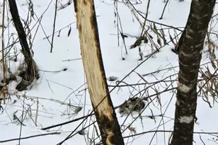 41498 S Sleepy Hollow Rd, Gays Mills, WI 54631 - Photo 53