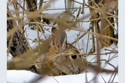 41498 S Sleepy Hollow Road, Gays Mills, WI 54631 - Photo 49