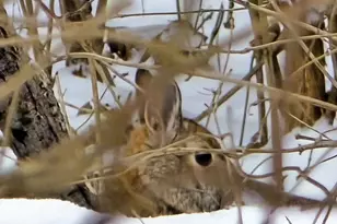 41498 S Sleepy Hollow Rd, Gays Mills, WI 54631 - Photo 49