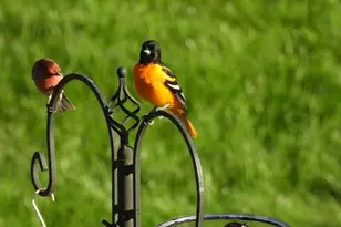 1331 County Road D, Oregon, WI 53575 - Photo 79