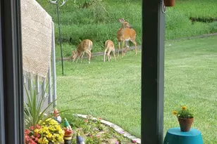 209 W Chestnut St, Pardeeville, WI 53934 - Photo 39