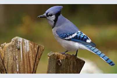 W10892 County Road V, Lodi, WI 53555 - Photo 59