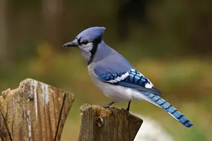 W10892 Co Rd V, Lodi, WI 53555 - Photo 59