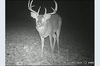 68.73 +/- Acres S Sleepy Hollow Road, Gays Mills, WI 54631 - Photo 39