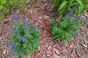 901 Innisbrook Ct, Waunakee, WI 53597 - Photo 57