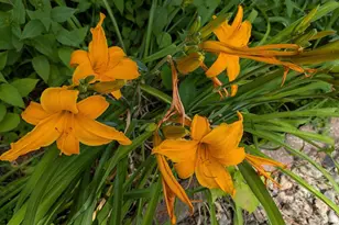 901 Innisbrook Ct, Waunakee, WI 53597 - Photo 59