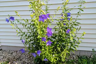 901 Innisbrook Ct, Waunakee, WI 53597 - Photo 69